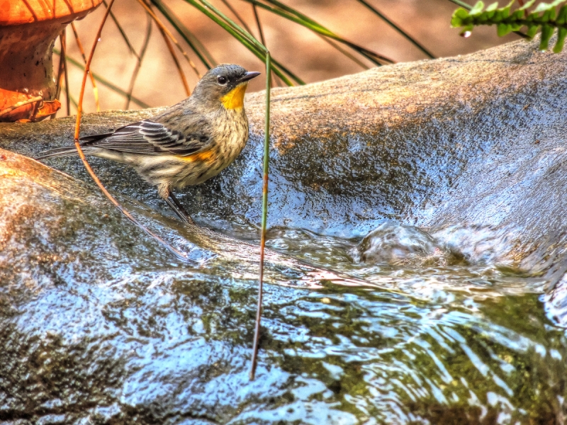 A small brownish bird with bright yellow throat stands at the end of a water fountain
