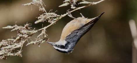 Bird Shorts: Made Up Stories About Birds and Birders