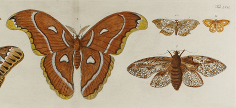 The Collectors: A Life in Lepidoptera Opens to the Public