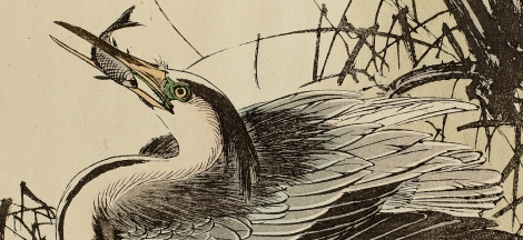 Exhibit Opening // Kachō-e: Impressions of Natural History in Japanese Prints