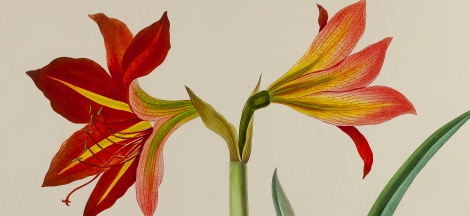 Drawn by a Lady: Early Women Illustrators opens to the public