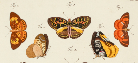 Last Day to Visit The Collectors: A Life in Lepidoptera