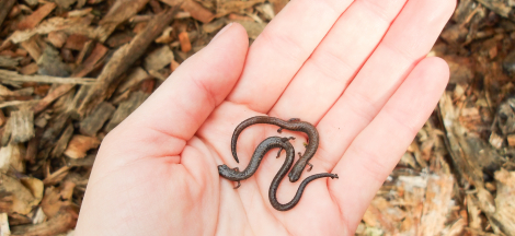 Winter Break Camps Begin