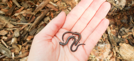 Winter After-school Camps Begin