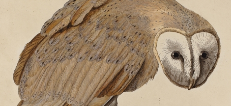 A Parliament of Owls opens to the public