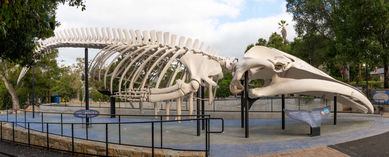 Blue Whale Skeleton Santa Barbara Museum Of Natural History