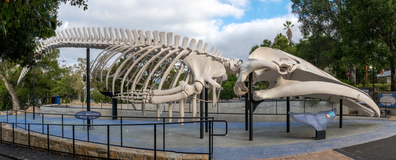 Blue Whale Skeleton  Santa Barbara Museum of Natural History