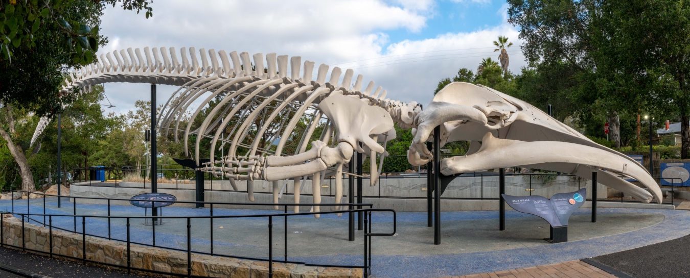 Blue Whale Skeleton Natural History Museum