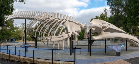 Legends of the Halls: Washed Ashore – The Museum’s Blue Whale Skeleton