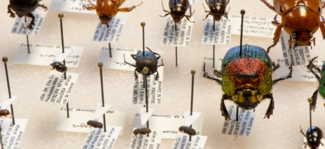 Science Pub from Home: Beetles of Western North America