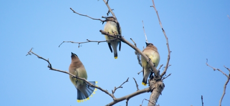 Spring Birding Field Class with Guy Tingos