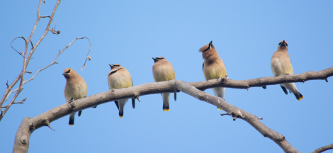 Winter Birding Classes with Sophie Cameron