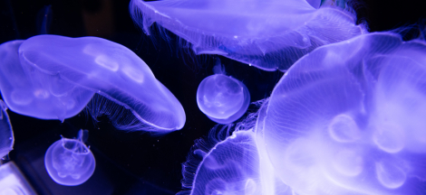 Sea Life Nature Journaling Workshop