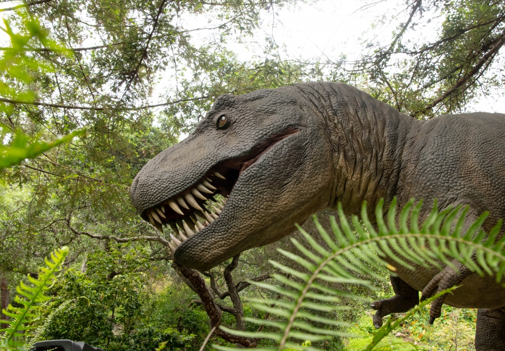 Prehistoric Forest Exhibit Opening | Santa Barbara Museum of Natural ...