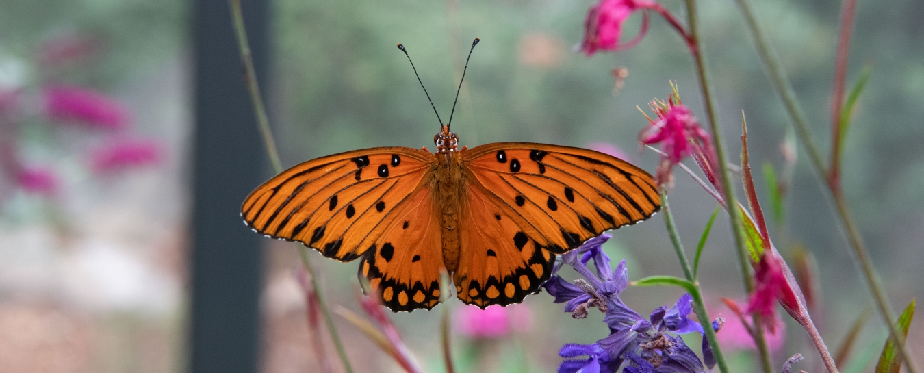 Butterflies Alive! Santa Barbara Museum of Natural History