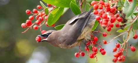 Birds of Winter