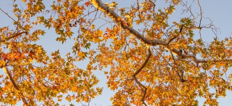 Our Changing Climate: A Global Movement of Reform