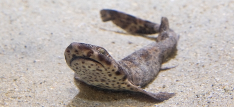 Shark Sunday