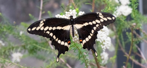 Members-Only Day: Butterflies Alive!