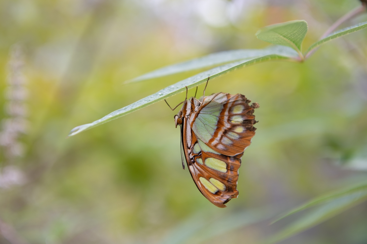 Butterflies Alive! Santa Barbara Museum of Natural History