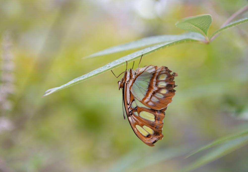 Butterflies Alive! Exhibit Opens Santa Barbara Museum of Natural History