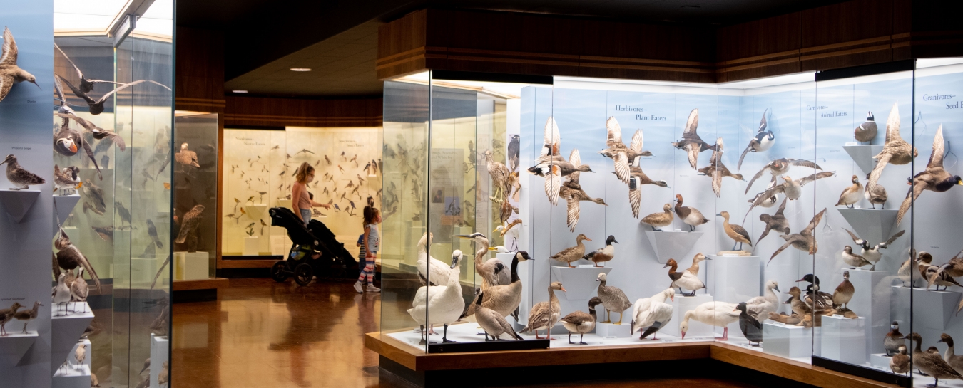 Bird Hall Santa Barbara Museum of Natural History