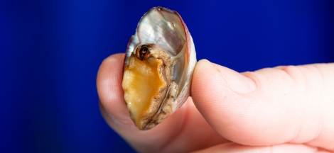 Natural History of Wine, Beer, and Spirits: Marine Animal Care and Cutler’s Artisan Spirits