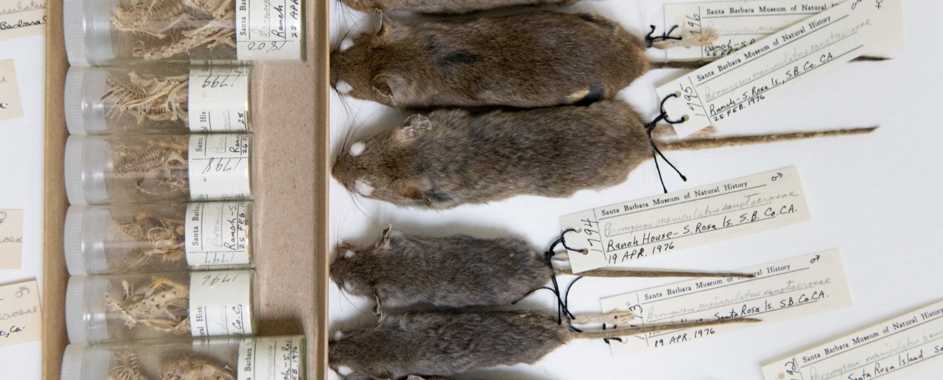Museum’s Mouse Toes a Small Price to Pay for Mountain of DNA | Santa ...