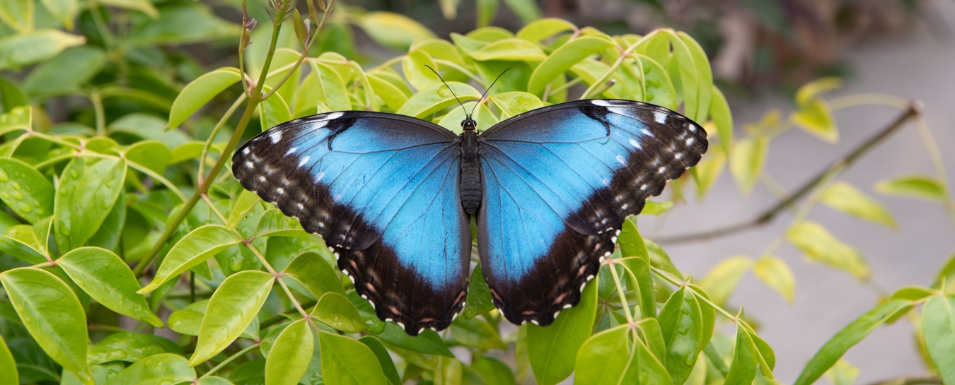 Butterflies Alive! Exhibit Opens Santa Barbara Museum of Natural History