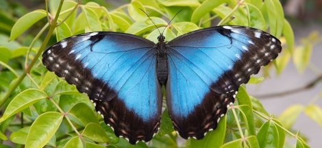 Butterflies Alive! Exhibit Opens