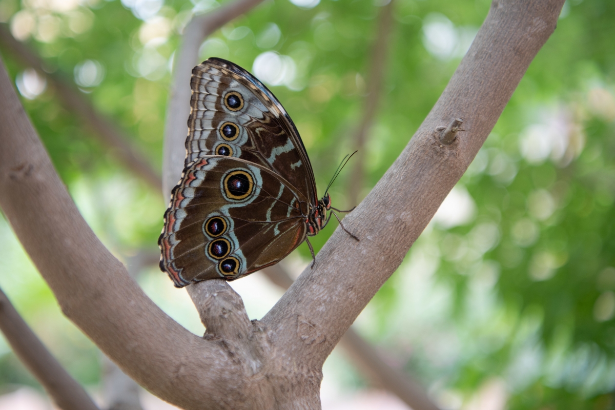 Butterflies Alive! Santa Barbara Museum of Natural History