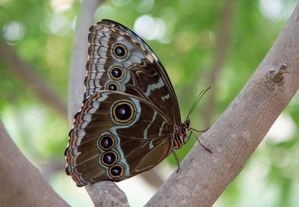 Butterflies Alive! Exhibit Opens Santa Barbara Museum of Natural History