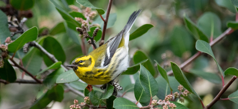 Winter Birding Classes with Rebecca Coulter