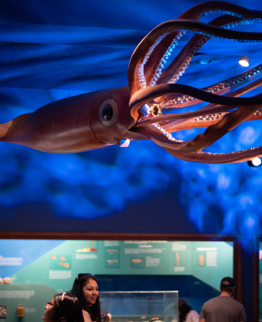 Cocktails wth a Curator: Sip & Sea