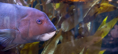 Underwater Parks Day - Free Admission at the Sea Center