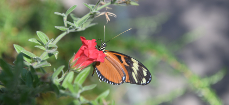 Butterflies Alive! Opens to the Public