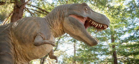 Donuts & Dinos for Members