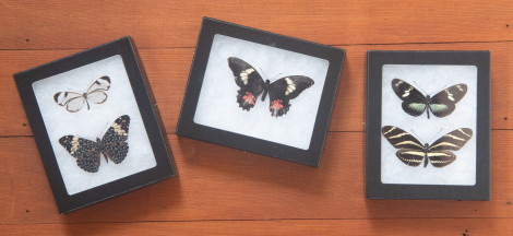 Butterfly Pinning with a Curator