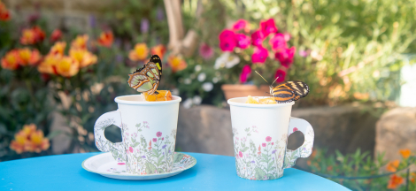 Butterfly Tea Party for Members