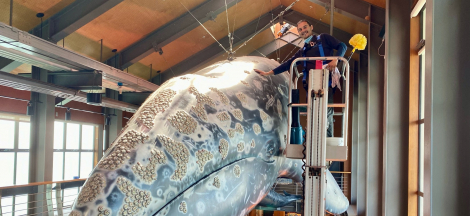 Sea Center Closed for Whale Cleaning