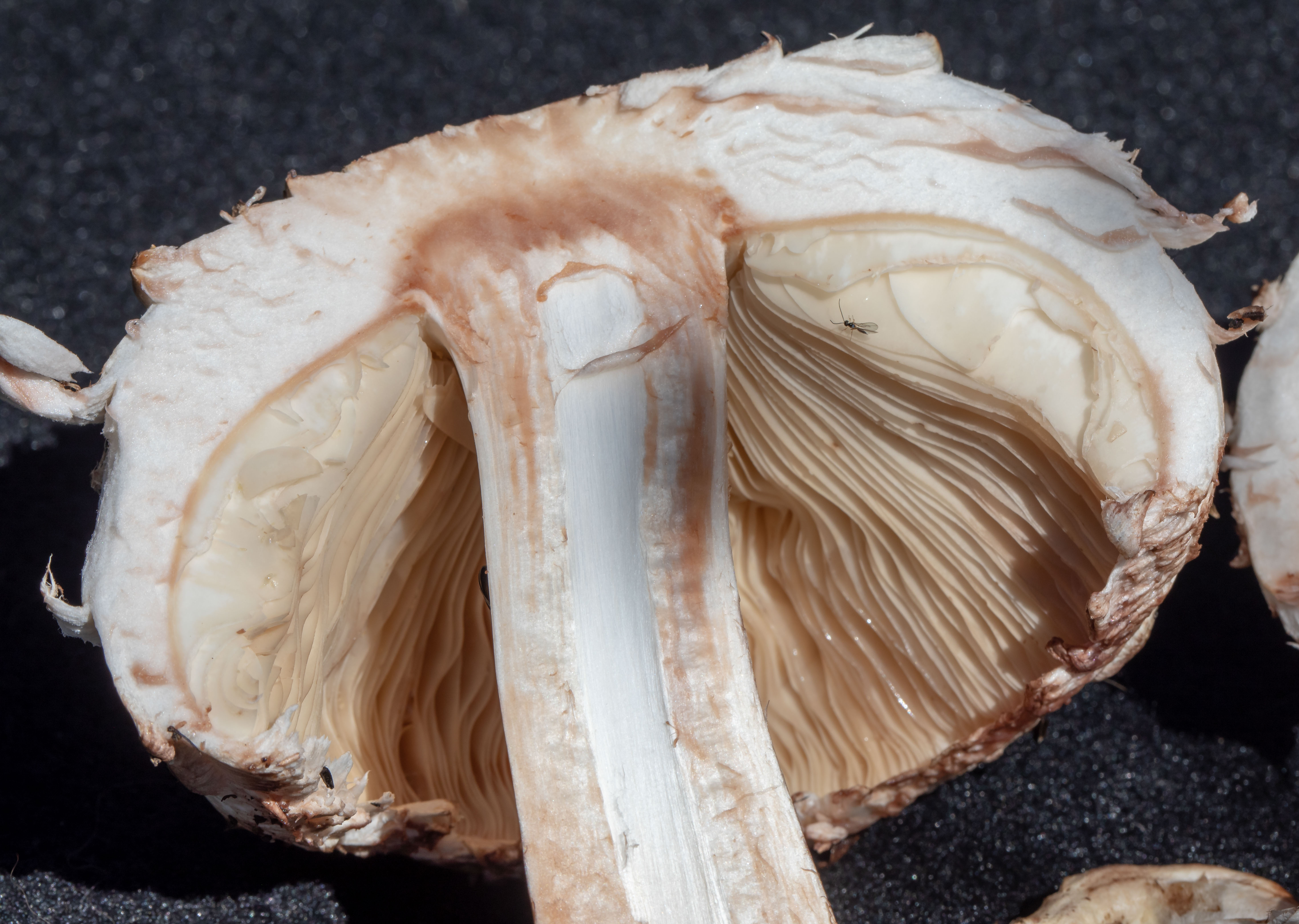 Ask A Curator | Santa Barbara Museum of Natural History