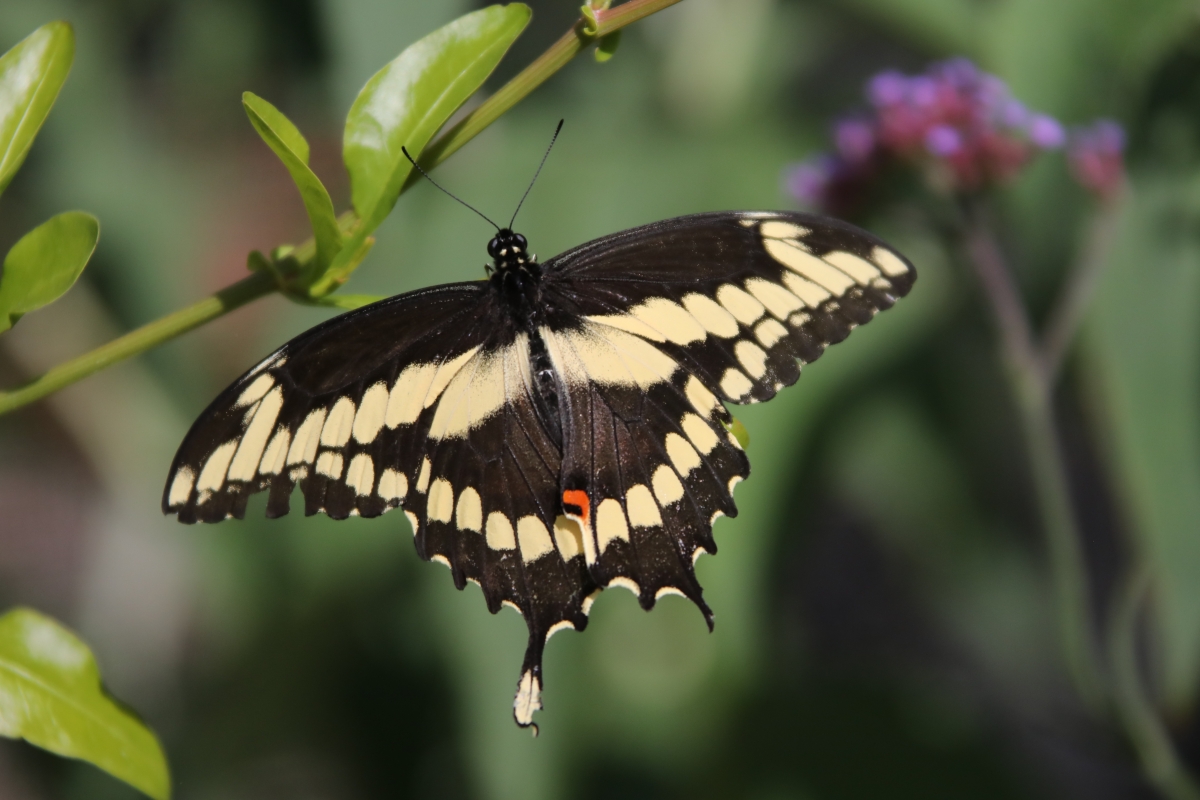 Butterflies Alive! (2019) Santa Barbara Museum of Natural History