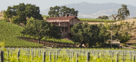The Natural History of Wine and Spirits: Geology and Grassini
