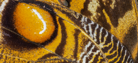 Macrophotography in the Butterfly Pavilion