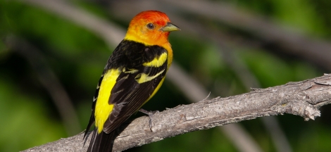 Birds of the Santa Ynez Valley
