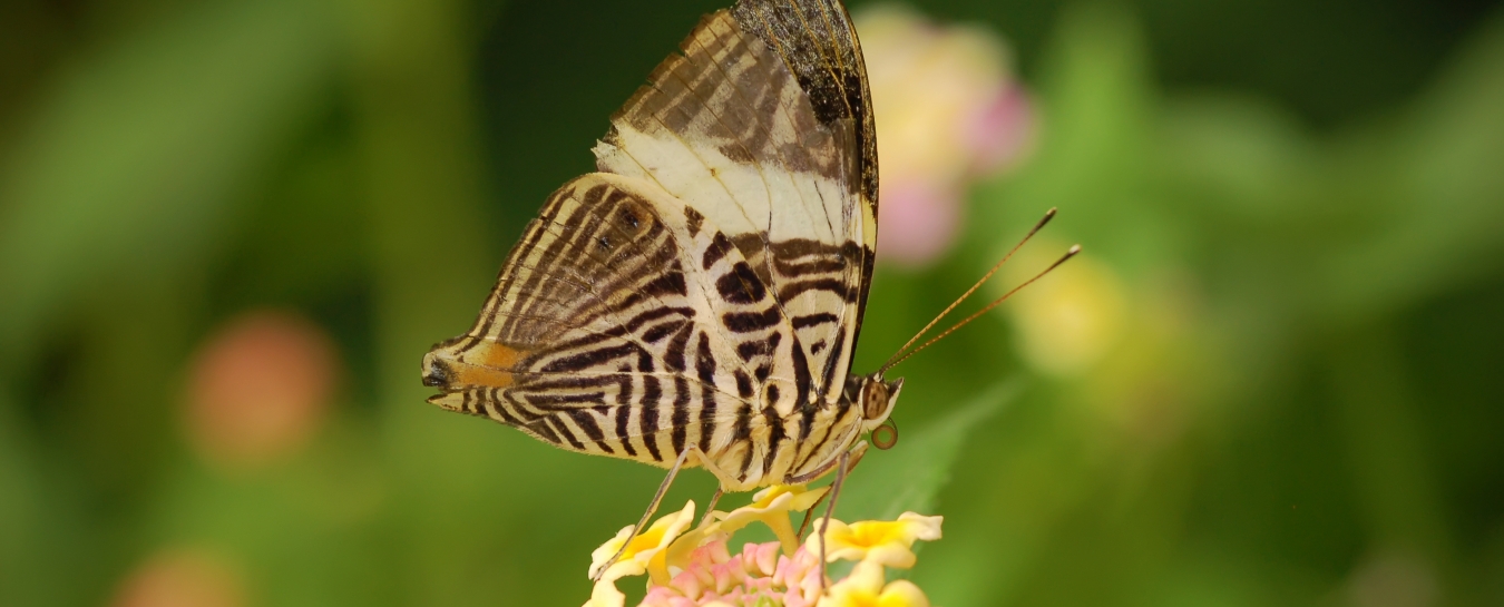 Butterflies Alive! Members’ Preview Santa Barbara Museum of Natural