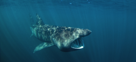 Science Pub: Sharks Basking in Online Attention