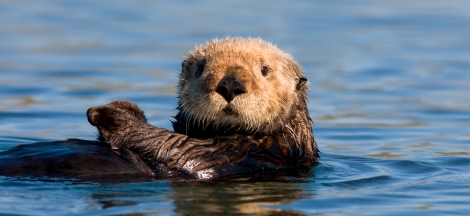 Things You Otter Know Thursday