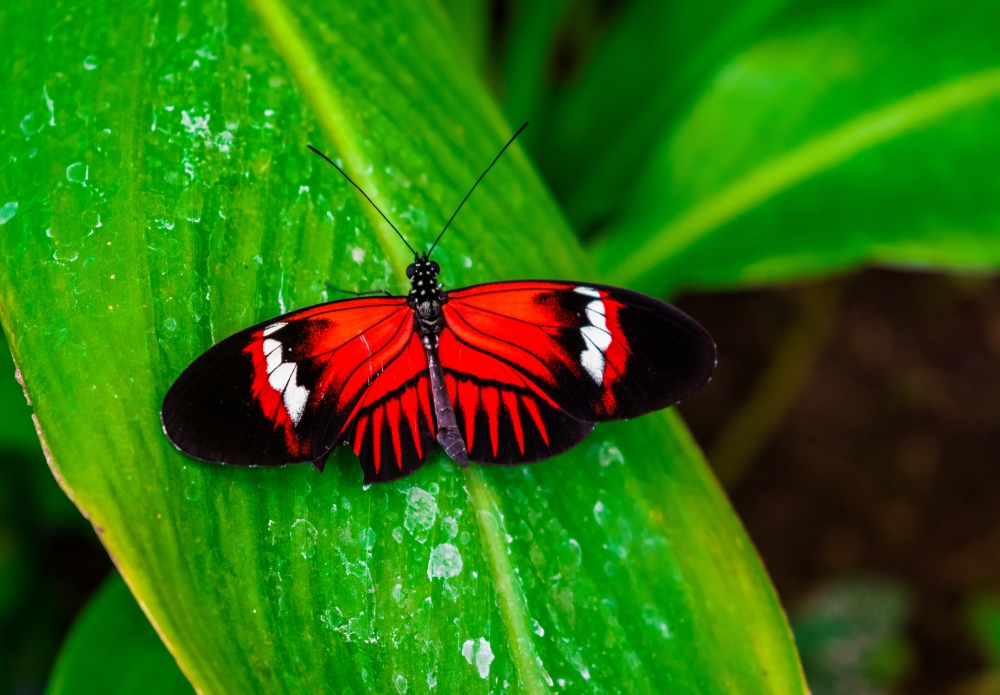 Butterflies Alive! Exhibit Opens Santa Barbara Museum of Natural History