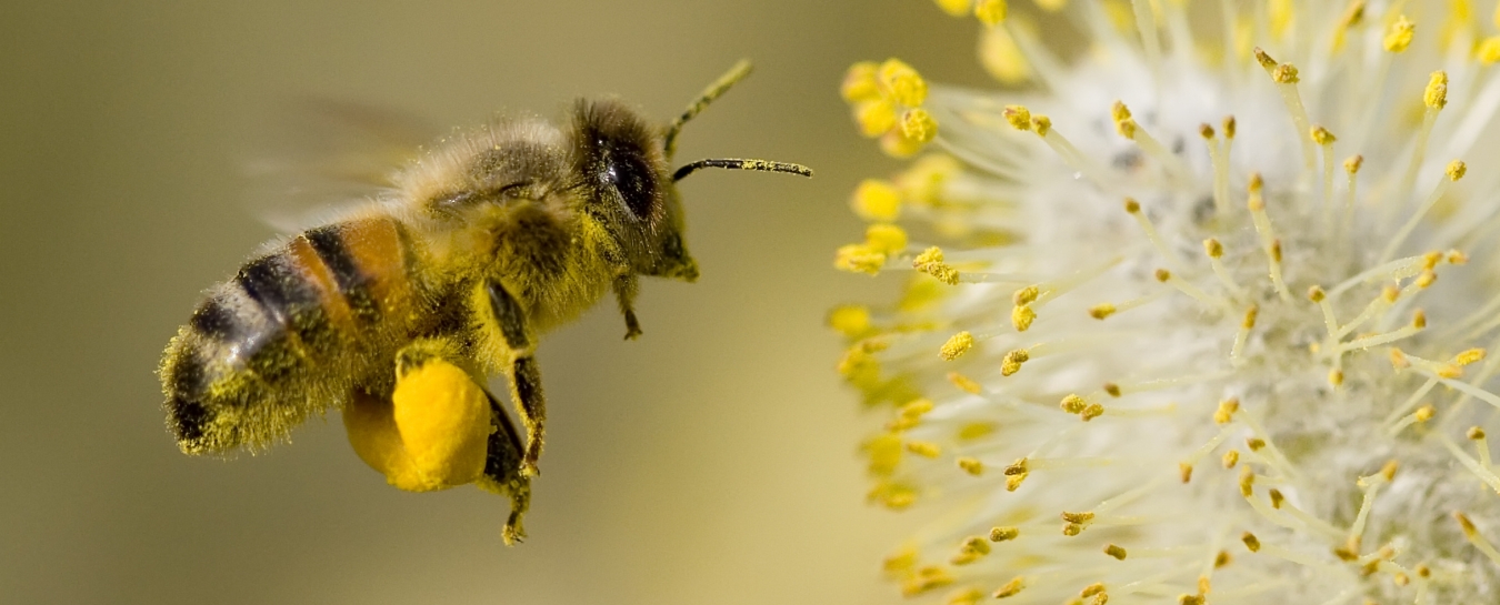 Science Pub from Home: Buzzing about Santa Barbara's Bee Diversity | Santa  Barbara Museum of Natural History
